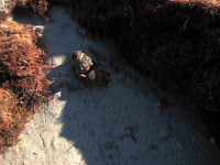 IMG_1425.jpg