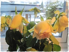 IMG_0592 IMG_0592