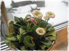 IMG_0595 IMG_0595