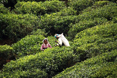 Workers on a Sri Lanka tea plantation