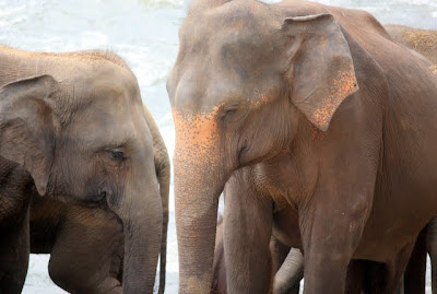Elephants in the river at the Pinnawala Elephant Orphanage in Sri Lanka