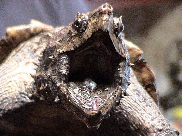 [Alligator_Snapping_Turtle5.jpg]