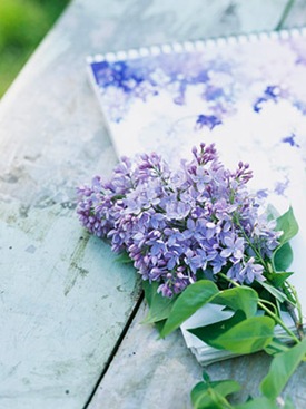 midwestlilacs7