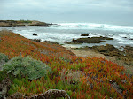 Shore along the coast outside Monterey, CA.