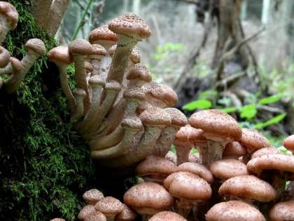 armillaria-ostoyae