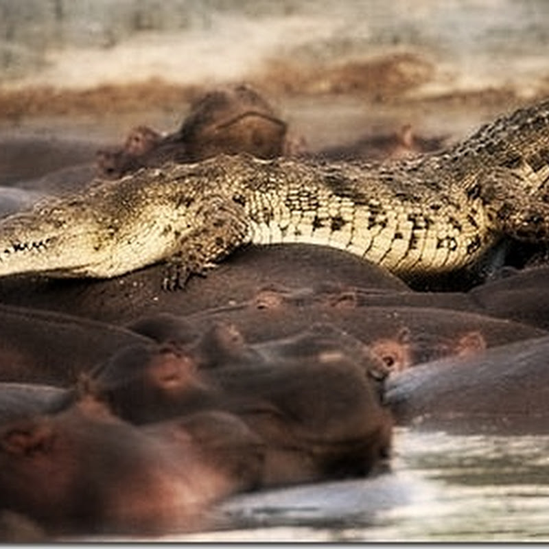 Hipopótamo ataca crocodilo
