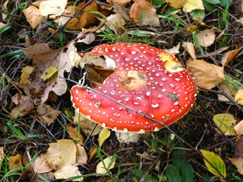 IMG_6198 IMG_6198