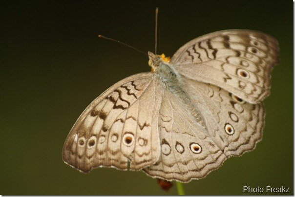 Beauty of Nature Butterfly