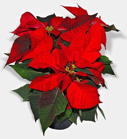 [nochebuena[6].jpg]