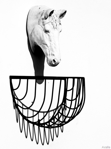 Caballo blanco en EDE