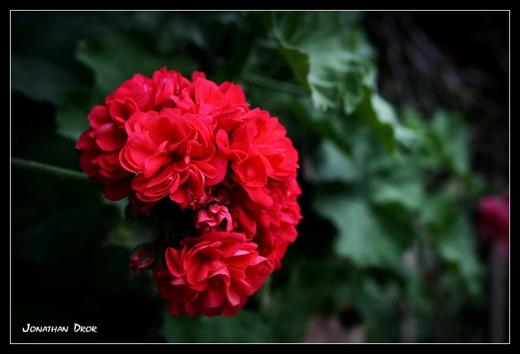 Opening Up by Jonathan Dror Photography