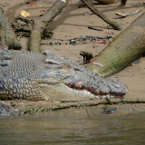 Big croc