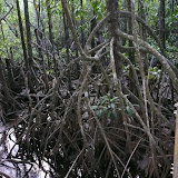 Mangrove swamp