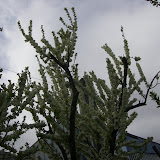 Muestra Flora