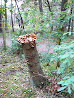 P1040159.JPG