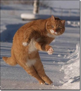 CatSkiing CatSkiing