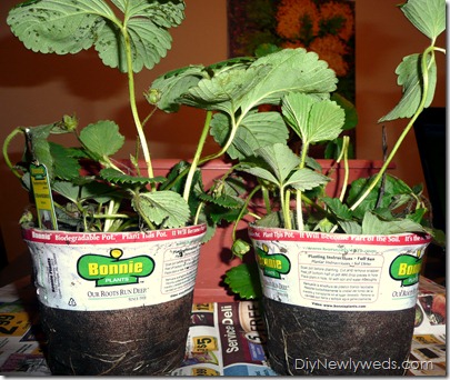 Strawberry+container+growing