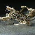 Snake skeleton