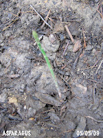 Asparagusbed_090505_2