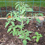 Tomato - Copia