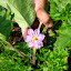 Eggplant - Purple Blush