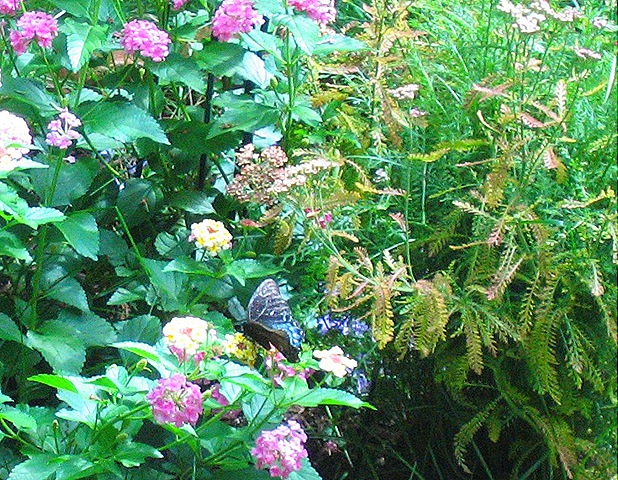 [butterfly2[10].jpg]