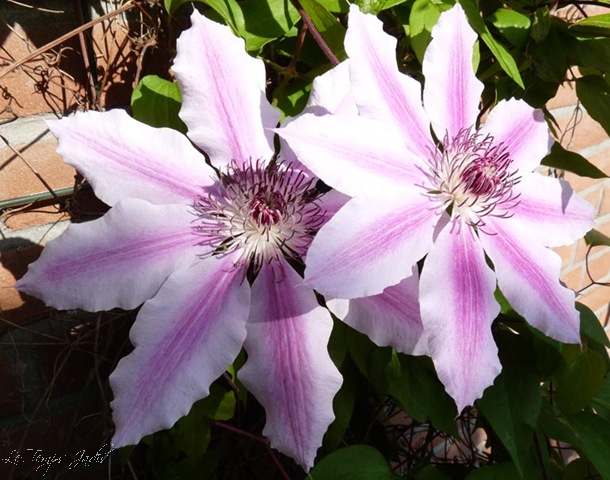 [tuin mei 2009 004[7].jpg]