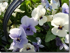 viooltjes