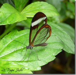 Hortus Botanicus 031