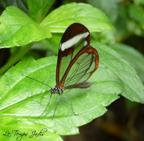 [Hortus Botanicus 031[3].jpg]