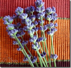 lavendel