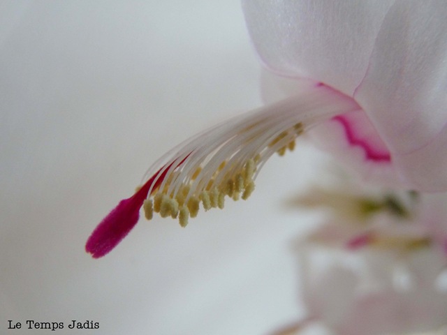 [crab cactus.jpg]