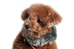 The-Animal-in-you-Personality-Test1