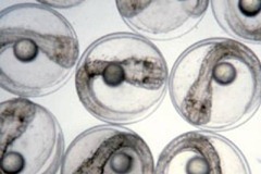 These are fertilized eggs of white seabass, each containing an embryo with an attached yolk sac and oil globule (droplet)