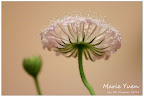 IMG_9848.jpg
