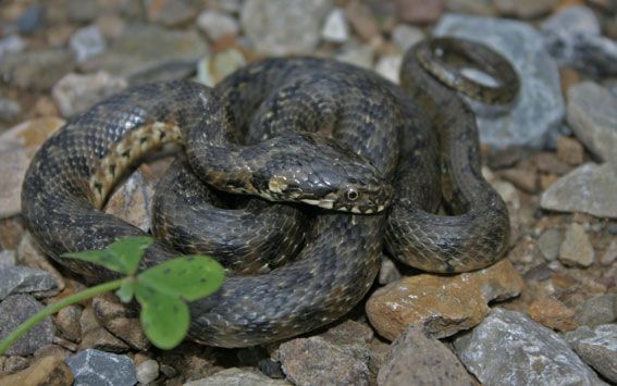 Viperine Snake ( Natrix Maura )