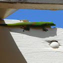 Gold dust day gecko