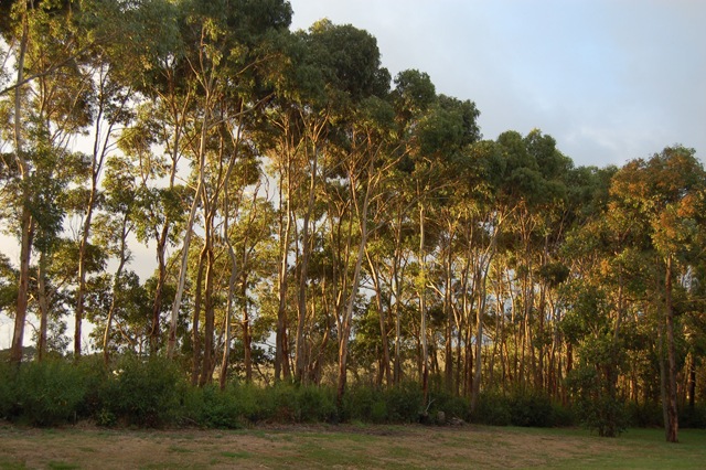 [Gum trees with evening light[4].jpg]