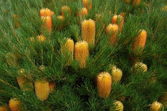 [banksia @ Deakin[4].jpg]