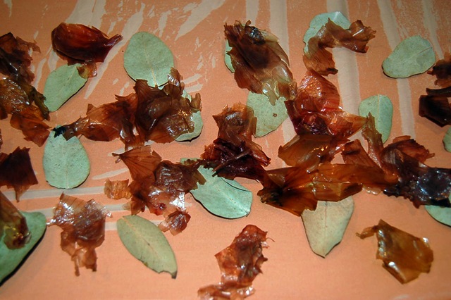 [silk cotton with blue gum and onion skins[3].jpg]