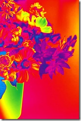 Mitty's flowers 8
