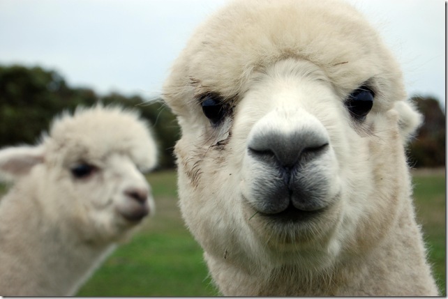 alpacas @ Rocky's