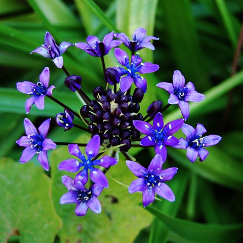 [Mitty's flower 14[1].jpg]