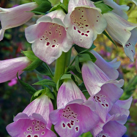 [Mitty's flower 10[1].jpg]