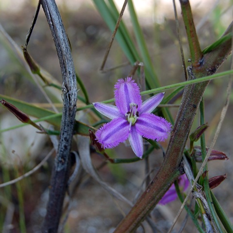 [Grampians - fringe lily[3].jpg]