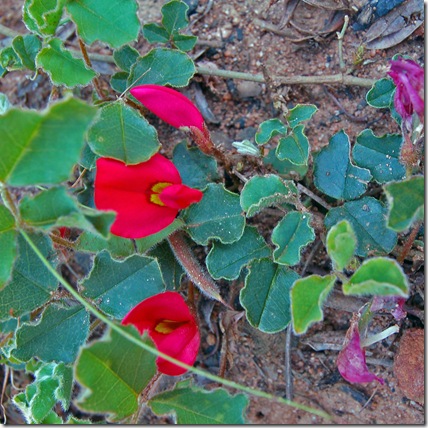 Grampians - running postman