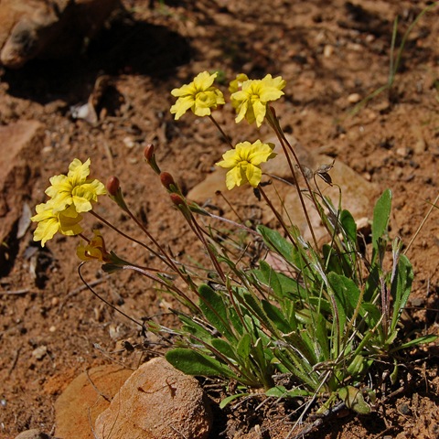 [Grampians - swamp goodenia[4].jpg]