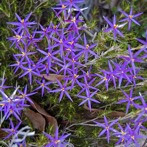 [Grampians - tinsel lily[5].jpg]