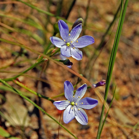 [Grampians - wildflower 6[4].jpg]