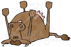 12934_dead_cow_lying_on_its_back_its_feet_strait_up